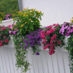 10 Shade-Loving Plants Perfect for Balcony Gardens