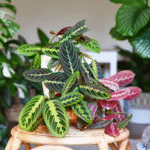 6 Under-the-Radar Plants Reddit Users Scored at Costco