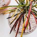 9 Colorful Houseplants That Are Perfect for Beginners, According to Plant Pros