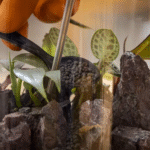 How to Make a Self-Sustaining Terrarium for a Lush Indoor Garden That Takes Care of Itself