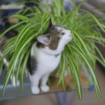 Are Spider Plants Toxic to Cats?