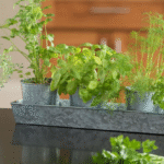 How to Grow Herbs in Small Indoor Spaces