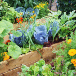 Beginner’s Guide to Companion Planting for Vegetables