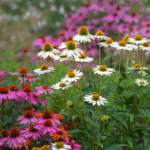 Low-Maintenance Perennials for Busy Gardeners