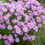 Top 7 Plants That Thrive in Clay Soil